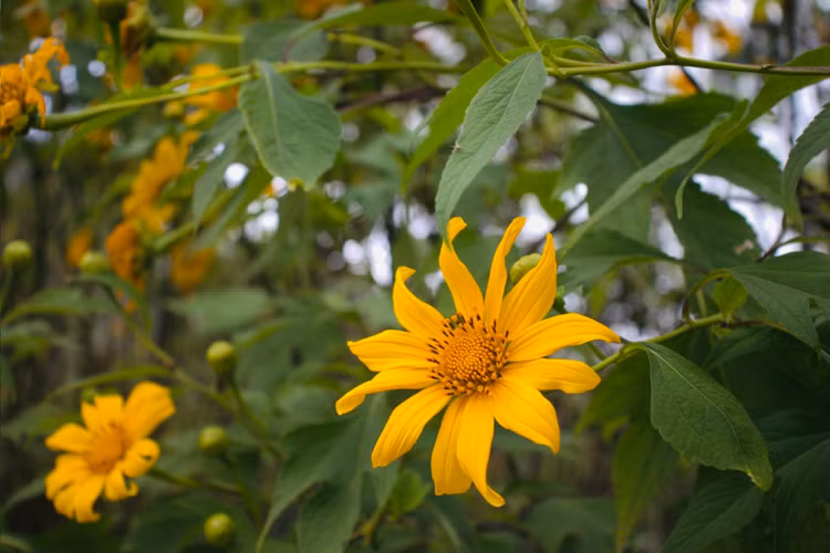 Hoa dã quỳ tại Vườn quốc gia Ba Vì được người Pháp đem về trồng từ những năm 1930 – 1945 của thế kỷ 20. Mỗi bông hoa thường có 13 cánh, tỏa tròn to khoảng 8 – 10cm, cánh hoa màu vàng rực, nhụy căng tròn, tràn đầy sức sống. Ảnh Thu Giang