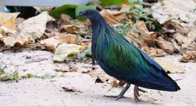 Bồ câu Nicoba là một trong 6 loài trong sách đỏ Việt Nam và thế giới (Ảnh: Internet)