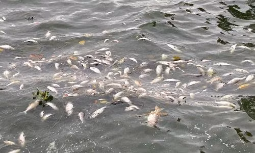 Lý giải nguyên nhân hiện tượng cá chết ở hồ Tây ảnh 1 Lý giải nguyên nhân hiện tượng cá chết ở hồ Tây ảnh 1