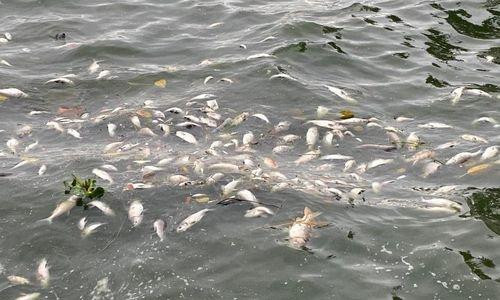 Cá chết nổi trắng mặt hồ, bốc mùi hôi tanh.