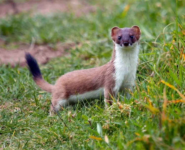 Loài chồn này chỉ dài khoảng 12 - 25cm và nặng khoảng từ 40 - 70 gram. Ảnh khoahoc
