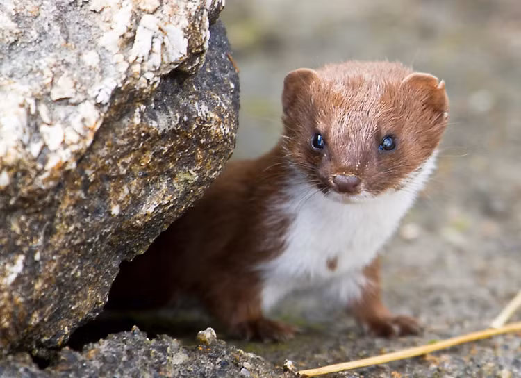 Được biết, triết bụng trắng không chỉ là "siêu mẫu" của rừng xanh mà còn là "tín đồ ẩm thực" hàng đầu. Chúng có hàm lượng mỡ trong cơ thể dưới 5% và tốc độ trao đổi chất gấp 2-3 lần so với các loài động vật cùng kích thước.