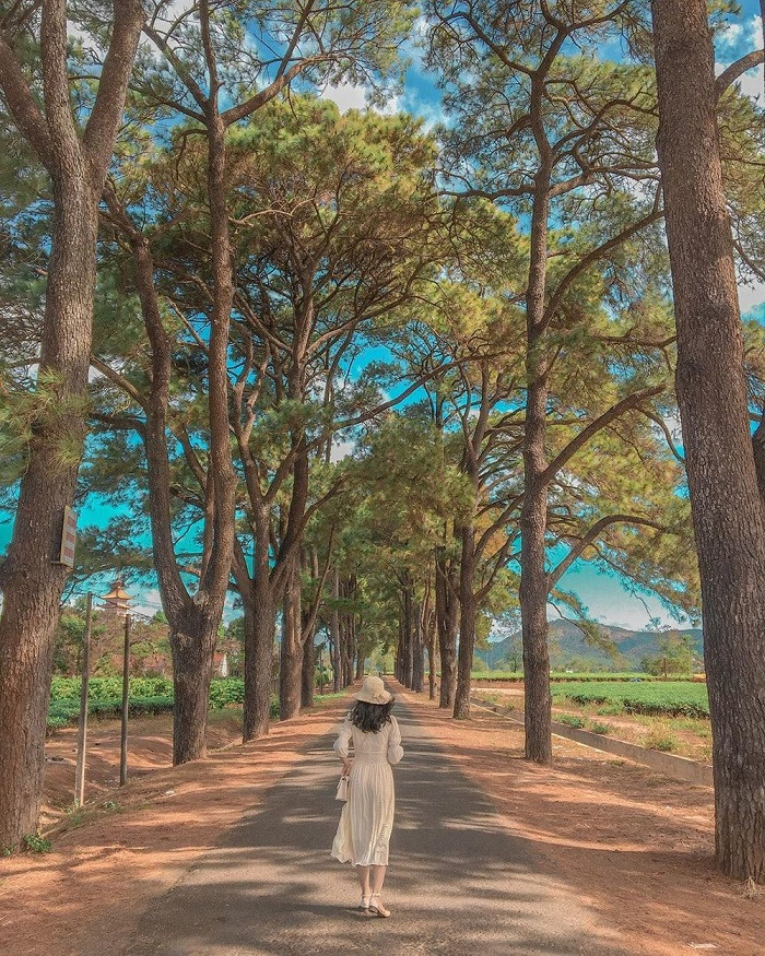 Qua con đường dẫn lên hồ T&apos;nưng với những rặng thông già hai bên, du khách sẽ bắt gặp bức tranh mang vẻ đẹp mơ màng, đặc biệt vào buổi sáng sớm. Ảnh dulichvietnam