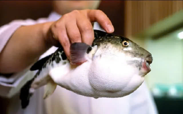 Cá nóc chứa độc tố cực mạnh, có thể gây tử vong nếu không được cấp cứu kịp thời. Ảnh minh họa