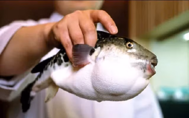 Cá nóc chứa độc tố cực mạnh, có thể gây tử vong nếu không được cấp cứu kịp thời. Ảnh minh họa