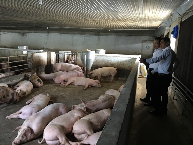 Heo chờ xuất chuồng tại một hộ chăn nuôi ở huyện Thống nhất, tỉnh Đồng Nai Heo chờ xuất chuồng tại một hộ chăn nuôi ở huyện Thống nhất, tỉnh Đồng Nai