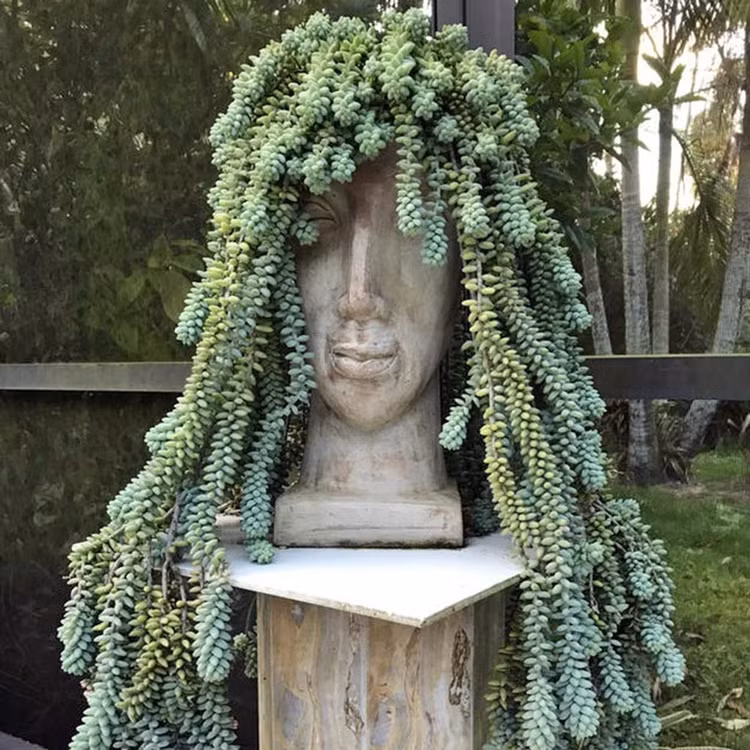 Cay canh chieu tai, nghe ten da thay vang ngoc day nha-Hinh-5