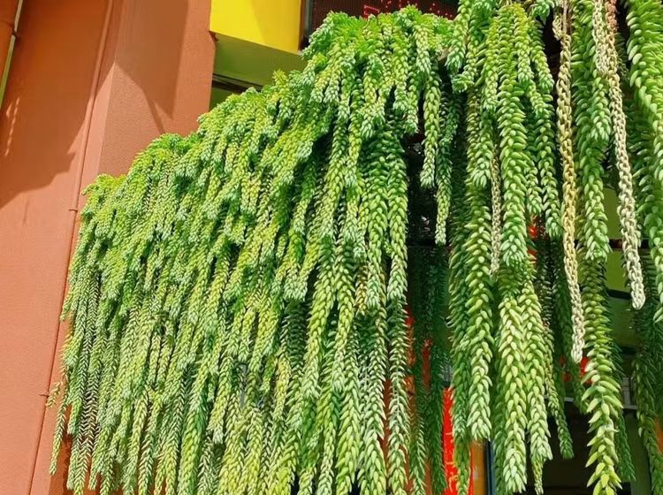 Cay canh chieu tai, nghe ten da thay vang ngoc day nha