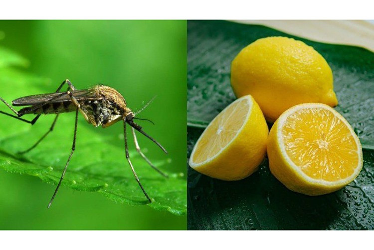 Ảnh minh họa Ảnh minh họa