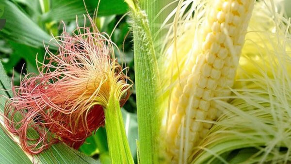 Ngô bao tử (bắp bao tử) là loại ngô được thu hoạch khi bắp ngô còn non và có kích thước nhỏ. Ảnh Internet
