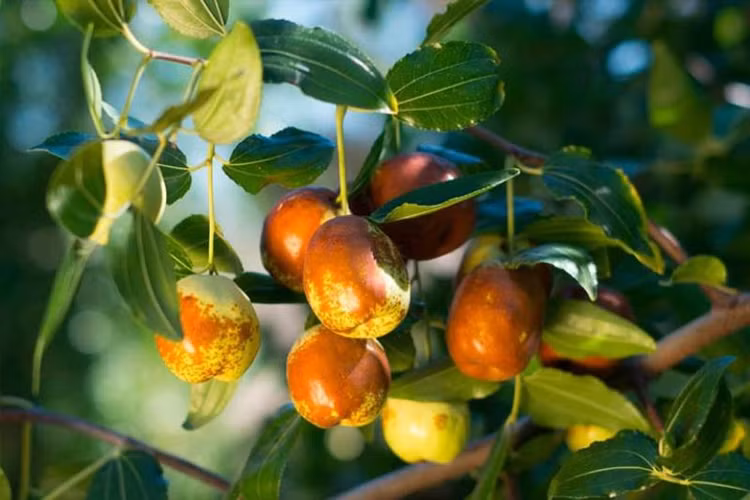 Hồng táo chứa carbohydrate dưới dạng đường tự nhiên, cung cấp năng lượng cho cơ thể. Quả khô có hàm lượng đường và calo cao hơn nhiều so với loại tươi. Ảnh minh họa Hồng táo chứa carbohydrate dưới dạng đường tự nhiên, cung cấp năng lượng cho cơ thể. Quả khô có hàm lượng đường và calo cao hơn nhiều so với loại tươi. Ảnh minh họa