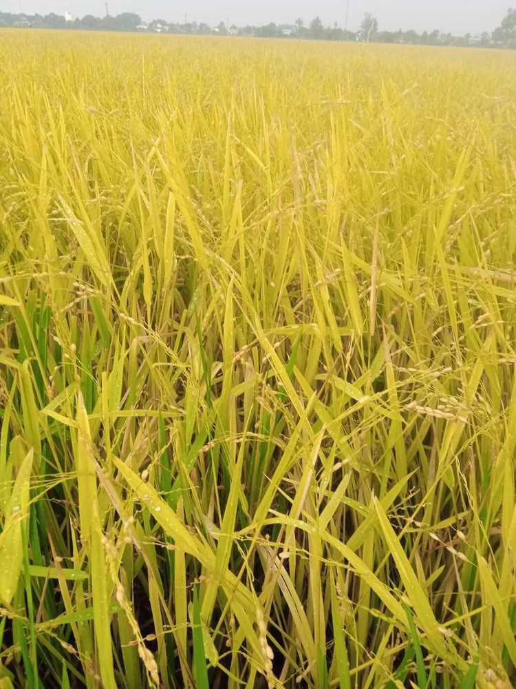 Trận mưa đá gây thiệt hại hàng trăm hécta lúa đang vào vụ thu hoạch.