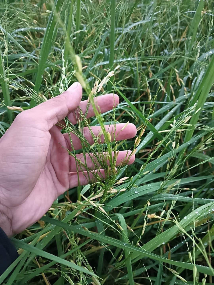 Sau trận mưa đá, trên cây lúa trơ trọi ít hạt còn sót lại.