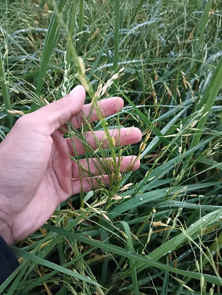 Sau trận mưa đá, trên cây lúa trơ trọi ít hạt còn sót lại.