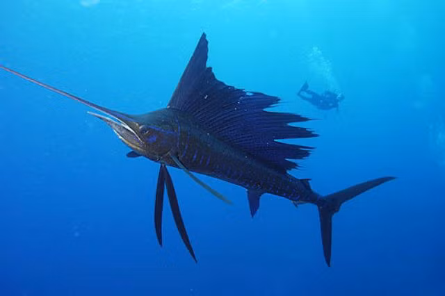 Bên dưới cơ thể bóng bẩy của loài cá này là những chiếc gai xương được bố trí hoàn hảo, đã làm tăng thêm tính toàn vẹn, khi cho phép chúng đạt được tốc độ bùng nổ mà không tổn hại đến các cơ quan bên trong.