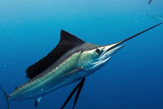 Cá buồm có tốc độ tương đương với báo gê-pa (hay báo săn), vốn được biết đến là loài động vật chạy nhanh nhất trên cạn. Bởi vậy mà chúng được đặt cho biệt hiệu "vua tốc độ" của thảo nguyên. Ảnh Getty