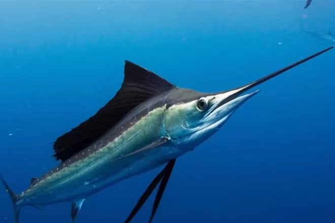 Cá buồm có tốc độ tương đương với báo gê-pa (hay báo săn), vốn được biết đến là loài động vật chạy nhanh nhất trên cạn. Bởi vậy mà chúng được đặt cho biệt hiệu "vua tốc độ" của thảo nguyên. Ảnh Getty