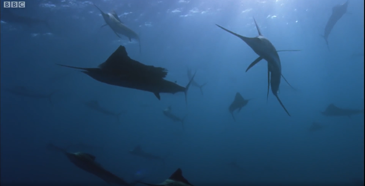 Vây lưng của chúng giống như cánh buồm nhô ra từ phía sau, còn vây ngực ở hai bên, đóng một vai trò quan trọng trong khả năng điều hướng và ổn định vận tốc.