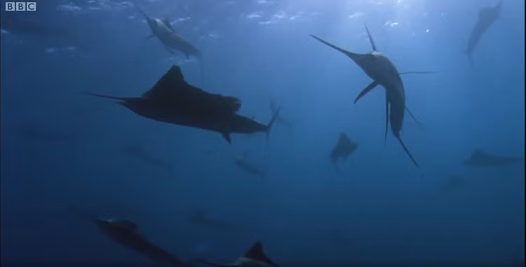 Vây lưng của chúng giống như cánh buồm nhô ra từ phía sau, còn vây ngực ở hai bên, đóng một vai trò quan trọng trong khả năng điều hướng và ổn định vận tốc.