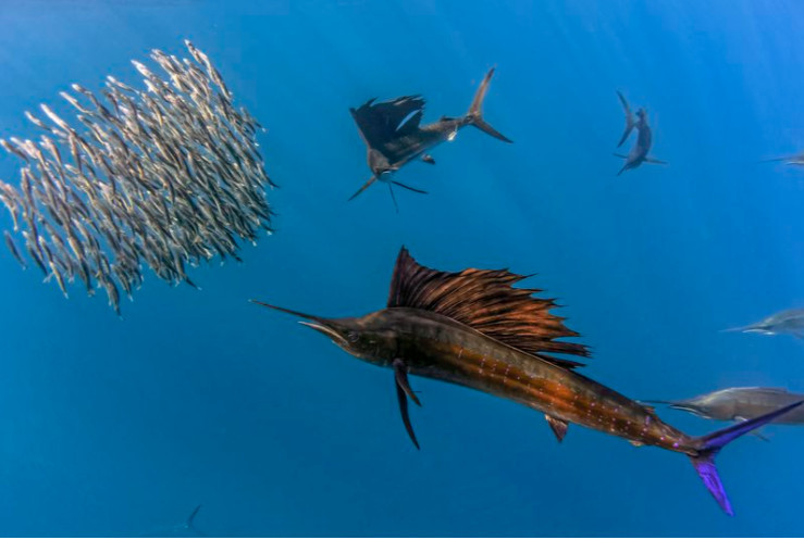 Cá buồm thường tấn công những con cá nhỏ hơn bằng cách lao về phía chúng, rồi dùng chiếc mỏ nhọn, thuôn dài của mình để đâm vào nạn nhân.