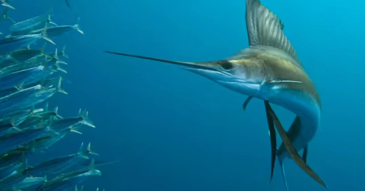 Cá buồm sống ở vùng nước ấm của Ấn Độ Dương và Thái Bình Dương. Nhờ sở hữu hình dạng thuôn gọn và cơ đuôi mạnh mẽ, nó có thể đẩy nước và đạt vận tốc tối đa lên tới 125 km/h. Ảnh khoahoc.tv