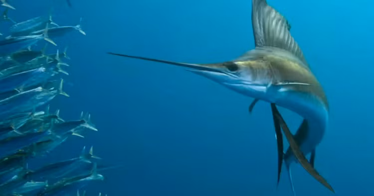 Cá buồm sống ở vùng nước ấm của Ấn Độ Dương và Thái Bình Dương. Nhờ sở hữu hình dạng thuôn gọn và cơ đuôi mạnh mẽ, nó có thể đẩy nước và đạt vận tốc tối đa lên tới 125 km/h. Ảnh khoahoc.tv
