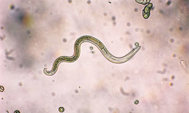 Ảnh minh hoạ Ảnh minh hoạ