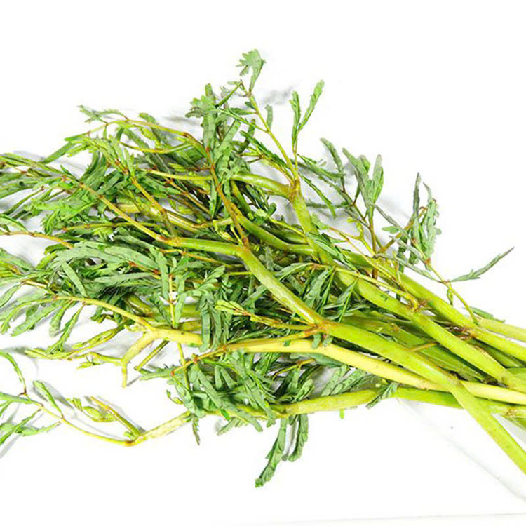 Theo các nghiên cứu khoa học, rau nhút có thành phần dinh dưỡng bao gồm theonin, amin leucin, methionin, vitamin B12,… đồng thời lượng protein trong rau nhút được các nhà khoa học đánh giá là rất cao, cao hơn nhiều so với một số thực phẩm phổ biến như xà lách, mồng tơi hay rau muống,… Ảnh Internet