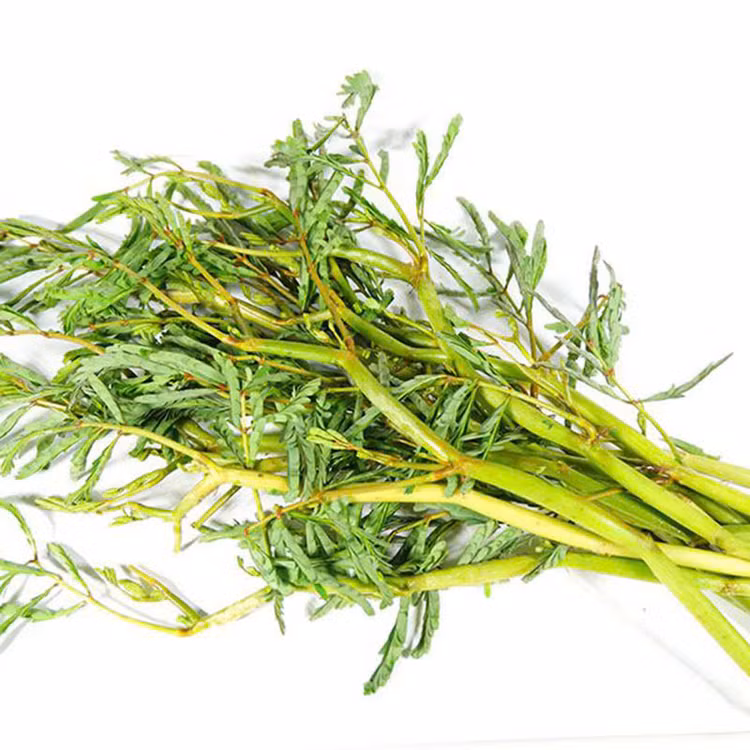 Theo các nghiên cứu khoa học, rau nhút có thành phần dinh dưỡng bao gồm theonin, amin leucin, methionin, vitamin B12,… đồng thời lượng protein trong rau nhút được các nhà khoa học đánh giá là rất cao, cao hơn nhiều so với một số thực phẩm phổ biến như xà lách, mồng tơi hay rau muống,… Ảnh Internet