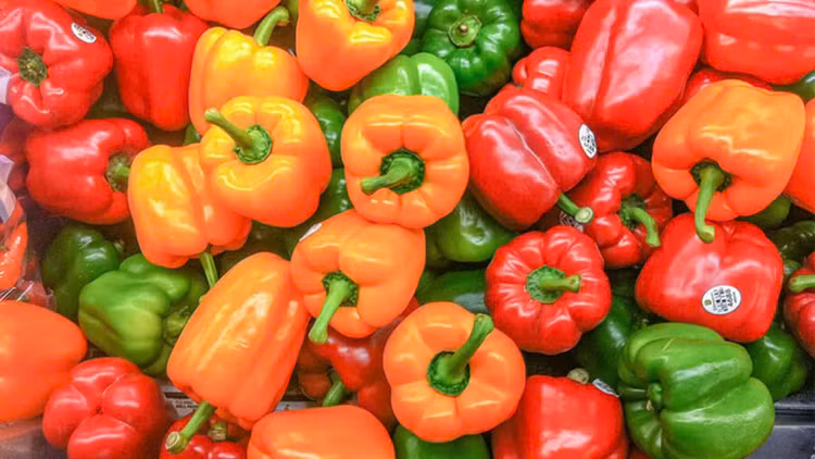 Bảo vệ sức khỏe tim mạch: Tim của chúng ta luôn phải hoạt động liên tục do đó chúng cần được bảo vệ và cung cấp đầy đủ dưỡng chất. Thành phần trong ớt chuông có tác dụng chống oxy hóa và ngăn chặn tác động của các gốc tế bào. Do đó chúng sẽ hỗ trợ rất tốt trong việc tránh tổn thương tế bào hoặc giúp cho quá trình phục hồi tế bào diễn ra nhanh hơn. Trong ớt chuông cũng có các hoạt chất là phenol và flavonoid có tác dụng giảm cholesterol xấu có trong máu và giảm nguy cơ mắc bệnh mãn tính. Ngoài ra nhờ vào tỷ lệ mỗi chất khá cao nên có thể ngừa bệnh tim do thiếu máu cục bộ. Một hợp chất không thể bỏ qua đó là phytonutrients cũng hỗ trợ rất lớn trong việc giảm nguy cơ mắc bệnh về đường hô hấp. Ảnh minh họa