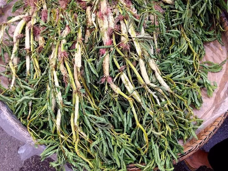 Thân cây rau rút khi sống dưới nước có thể phát triển từ 90 - 150 cm, trong khi sống ở môi trường trên cạn thì chỉ được khoảng 15 cm. Ngoài ra, thân cây còn được che phủ bởi những chiếc lá hình lông chim kép nhỏ, có độ nhạy cảm rất cao gần giống như lá trinh nữ. Ảnh Internet