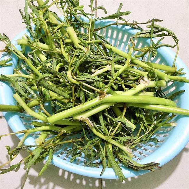 Giải nhiệt, trị mụn: Theo Đông y, rau nhút có tính hàn mát, là thực phẩm thích hợp sử dụng để làm mát cơ thể, giúp giảm mụn nhọt ở người có thân nhiệt cao hay nóng trong người. Bạn có thể luộc rau nhút lấy nước uống hoặc sử dụng rau nhút phơi khô sắc nước uống. Ảnh Internet