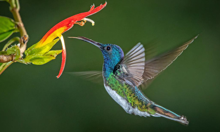 Chim ruồi chỉ sống ở châu Mỹ và hiện tại người ta đã xác định được khoảng 400 chủng loại chim ruồi khác nhau. Ảnh Khoahoc