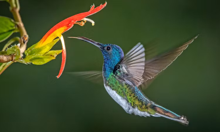 Chim ruồi chỉ sống ở châu Mỹ và hiện tại người ta đã xác định được khoảng 400 chủng loại chim ruồi khác nhau. Ảnh Khoahoc