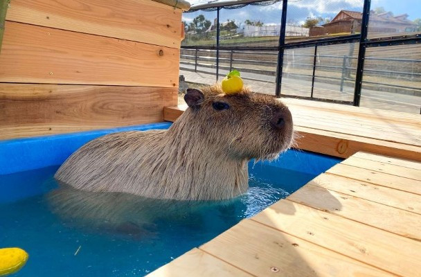 Loài chuột lang nước này rất thân thiện nên được mệnh danh là &quot;sứ giả hòa bình&quot; của thế giới động vật. Chúng không bao giờ chủ động tấn công, sống hòa thuận với tất cả các loài. Ảnh Internet