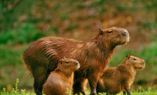 Chuột lang nước còn được gọi là capybara và chigüire, đây là một thành viên của họ Chuột lang, trong đó nó là một trong hai loài còn sinh tồn, loài kia là chuột lang nước nhỏ (Hydrochoerus isthmius). Ảnh Internet