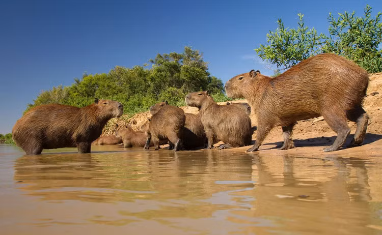 Chúng là loài đặc hữu ở Nam Mỹ, cư ngụ ở các trảng cỏ và rừng lá rậm gần nguồn nước và có xu hướng sống thành nhóm lên tới hàng chục con. Ảnh Fodors.