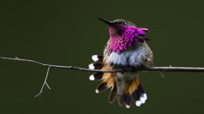 Chim ruồi là loài chim duy nhất có thể bay lùi do cánh của chúng có thể hoạt động tự do theo chiều hướng của vai. Cấu tạo đặc biệt này còn cho phép chim ruồi có thể bay đứng yên một chỗ và giữ cho đầu chim cố định. Ảnh Khoahoc