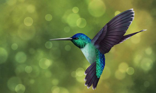 Sức chịu đựng của chim ruồi cũng rất phi thường, đến mức chúng có thể bay qua quãng đường 800km trên vịnh Mexico mà không cần nghỉ.