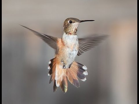 Chim ruồi ít lông hơn so với các loài chim khác, trung bình một con chim ruồi có khoảng 900 sợi lông.