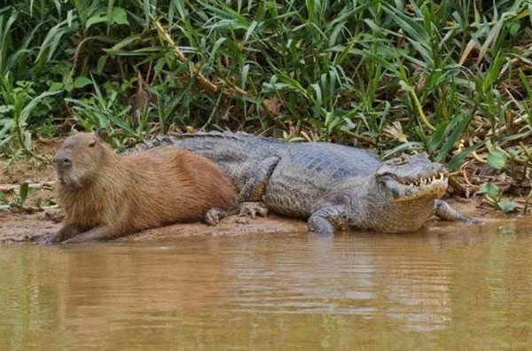 Ngay cả loài cá sấu hung dữ cũng không làm chuột lang nước sợ hãi. Đôi khi, nó thản nhiên nằm cạnh con cá sấu mà chẳng lo lắng gì. Ảnh: Sina.