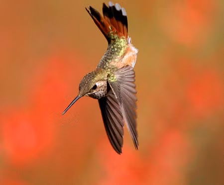 Với chiều dài khoảng 8cm, nặng từ 2 - 20gram, chim ruồi là loài chim nhỏ nhất trên Trái Đất. Ảnh Khoahoc