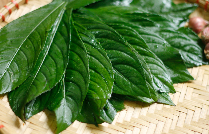 Lá xương sông có mùi vị thơm mát tự nhiên. Khi rán cùng trứng, nó tạo ra một món ăn hấp dẫn và mới lạ. Lá xương sông được biết đến với khả năng chữa cảm sốt, ho, viêm họng và tốt cho hệ tiêu hóa. Ảnh minh họa