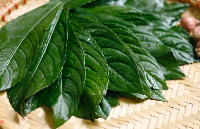 Lá xương sông có mùi vị thơm mát tự nhiên. Khi rán cùng trứng, nó tạo ra một món ăn hấp dẫn và mới lạ. Lá xương sông được biết đến với khả năng chữa cảm sốt, ho, viêm họng và tốt cho hệ tiêu hóa. Ảnh minh họa