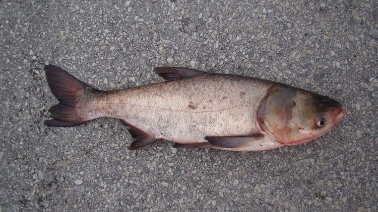 Cá mè hoa là loại cá dân dã rẻ tiền nhưng chứa hàm lượng dinh dưỡng cao. Ảnh minh họa