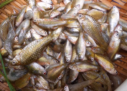 Trong cá cấn chứa protein, canxi, kali, magiê, selen chất béo, và rất nhiều chất dinh dưỡng khác. Ảnh minh họa