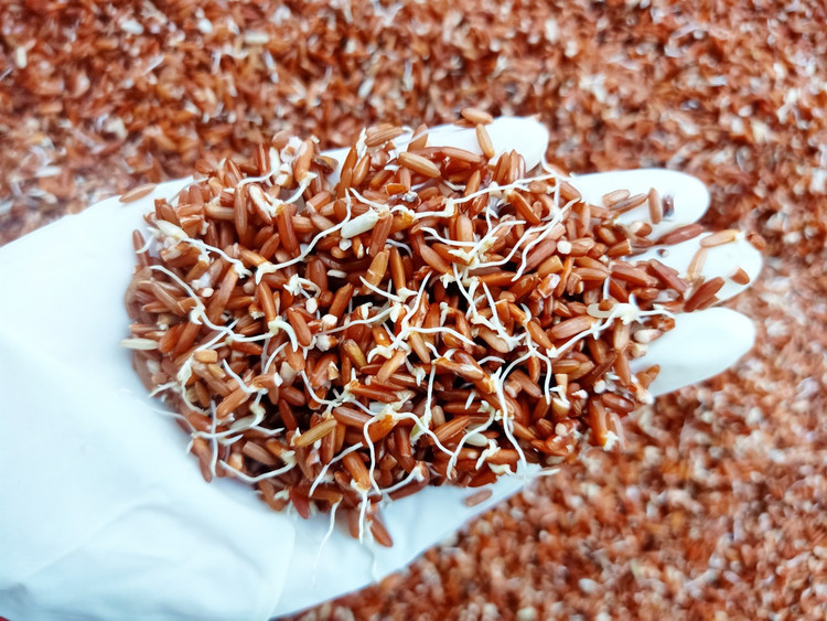 Lợi ích bất ngờ của gạo lứt nảy mầm đối với sức khỏe. Ảnh minh họa