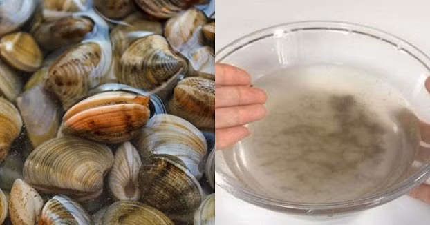 Mách bạn 5 mẹo đơn giản giúp ngao nhả cát nhanh, sạch bong Mách bạn 5 mẹo đơn giản giúp ngao nhả cát nhanh, sạch bong