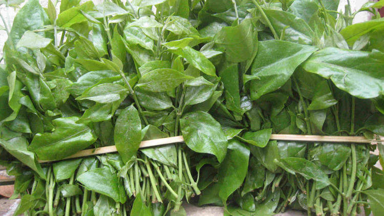 Loại rau dại cực tốt cho đường ruột, được giới sành ăn ráo riết săn lùng. Ảnh minh họa
