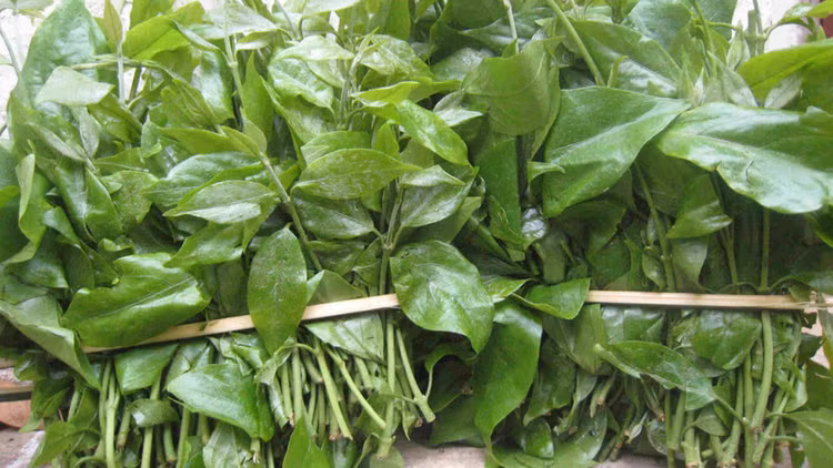 Loại rau dại cực tốt cho đường ruột, được giới sành ăn ráo riết săn lùng. Ảnh minh họa